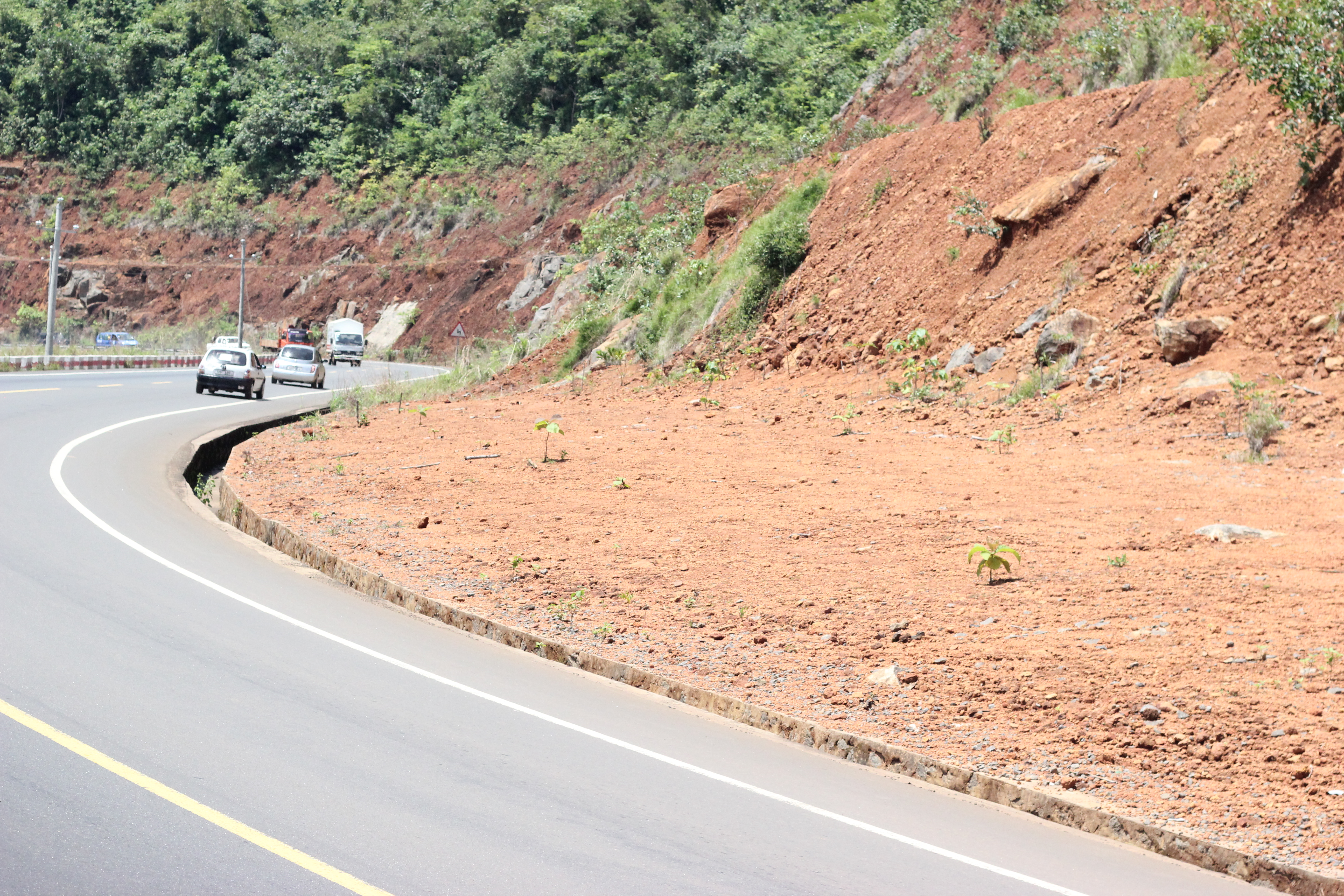 Areas targeted for tree planting 